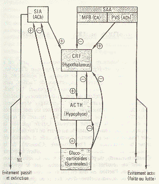 Fig. 2: R�troactions n�gatives dans le syst�me hypothalamo-hypophyso-surr�nal (syst�me r�gul�) et son contr�le par le syst�me nerveux comportemental en r�ponse � l�environnement (servom�canisme). (Tir� de H. LABORIT, Ressuscitation, 1976, 5, P. 27)