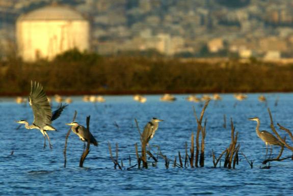 Des oiseaux sur la rivi�re Axios pr�s de la deuxi�me grande ville grecque, Thessalonique. Le ministre de l'agriculture grec a confirm� le cas de grippe aviaire dans son pays. | Reuters/YANNIS BEHRAKIS